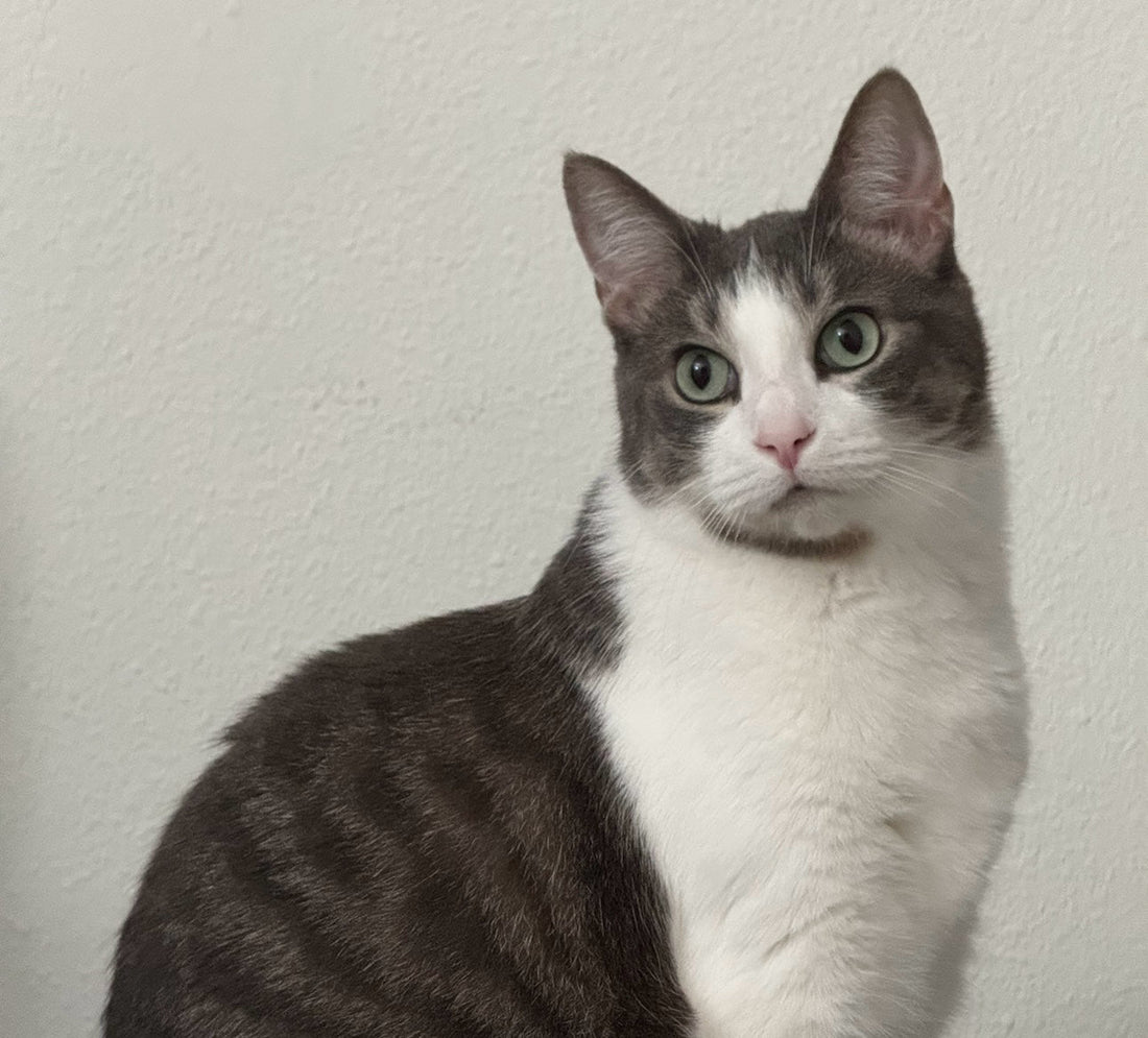 How Veylan Began — A Story of Love, Loss, and the Home Our Pets Give Us